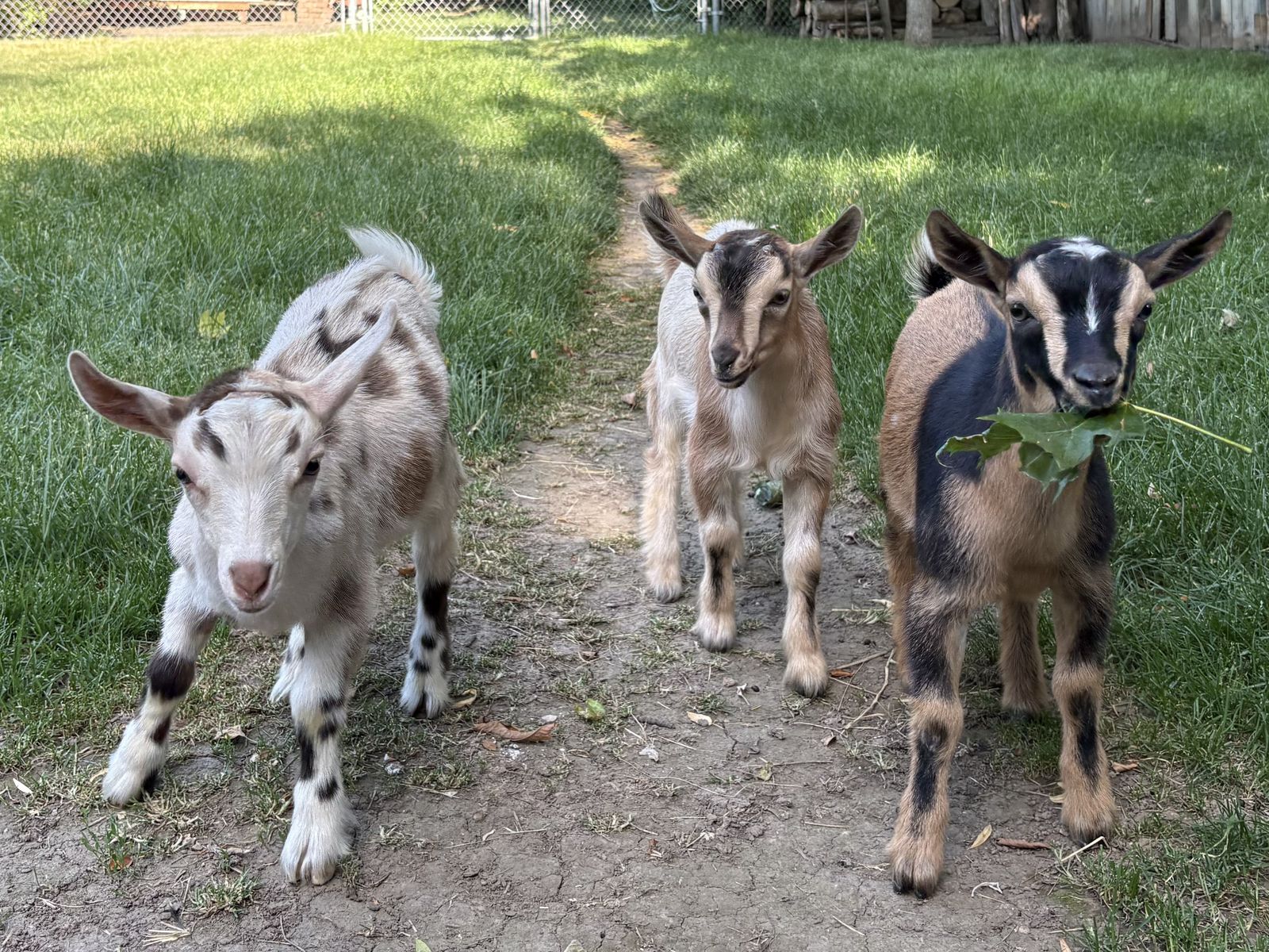 Nigerian Dwarf bucklings