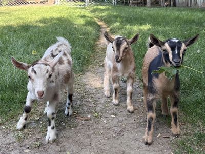 Nigerian Dwarf bucklings
