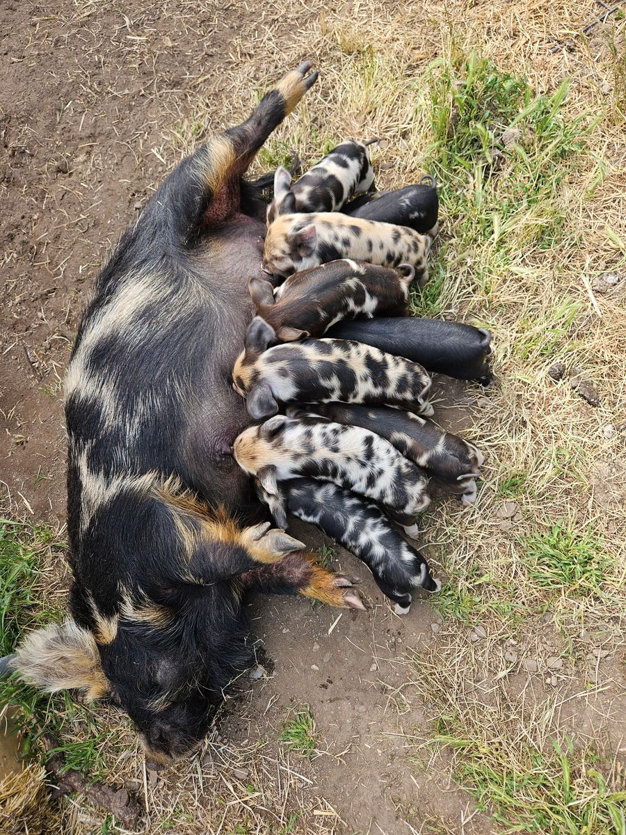 Kune Kune piglets