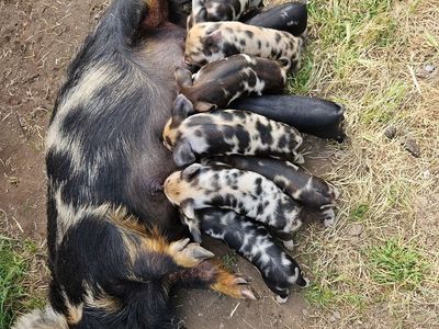 Kune Kune piglets