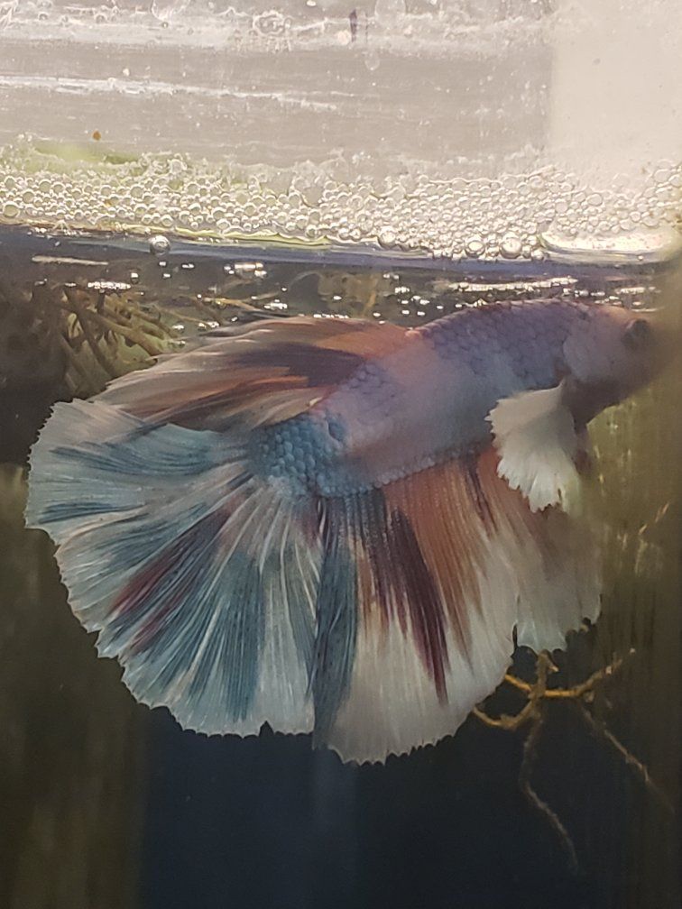 import halfmoon elephant ears Betta.