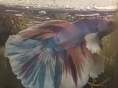 import halfmoon elephant ears Betta.