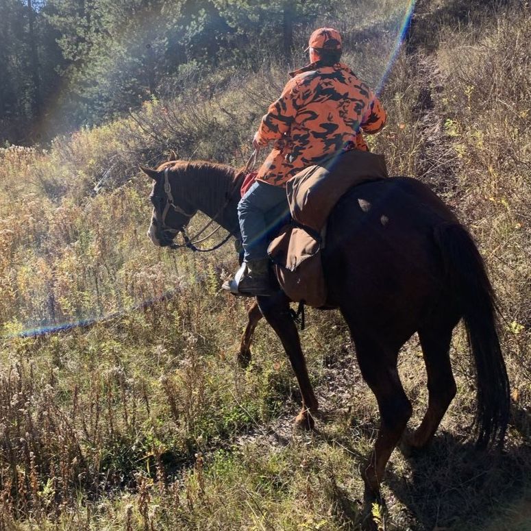 17 year old sorrel gelding