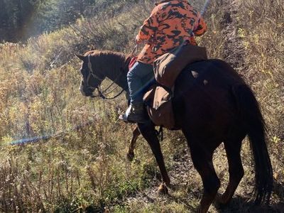 17 year old sorrel gelding