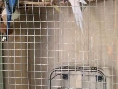 Pet Parakeets for Sale - 1 Blue Male, 2 Female (White & Multi-colored) - Approx. 1.5 Years Old