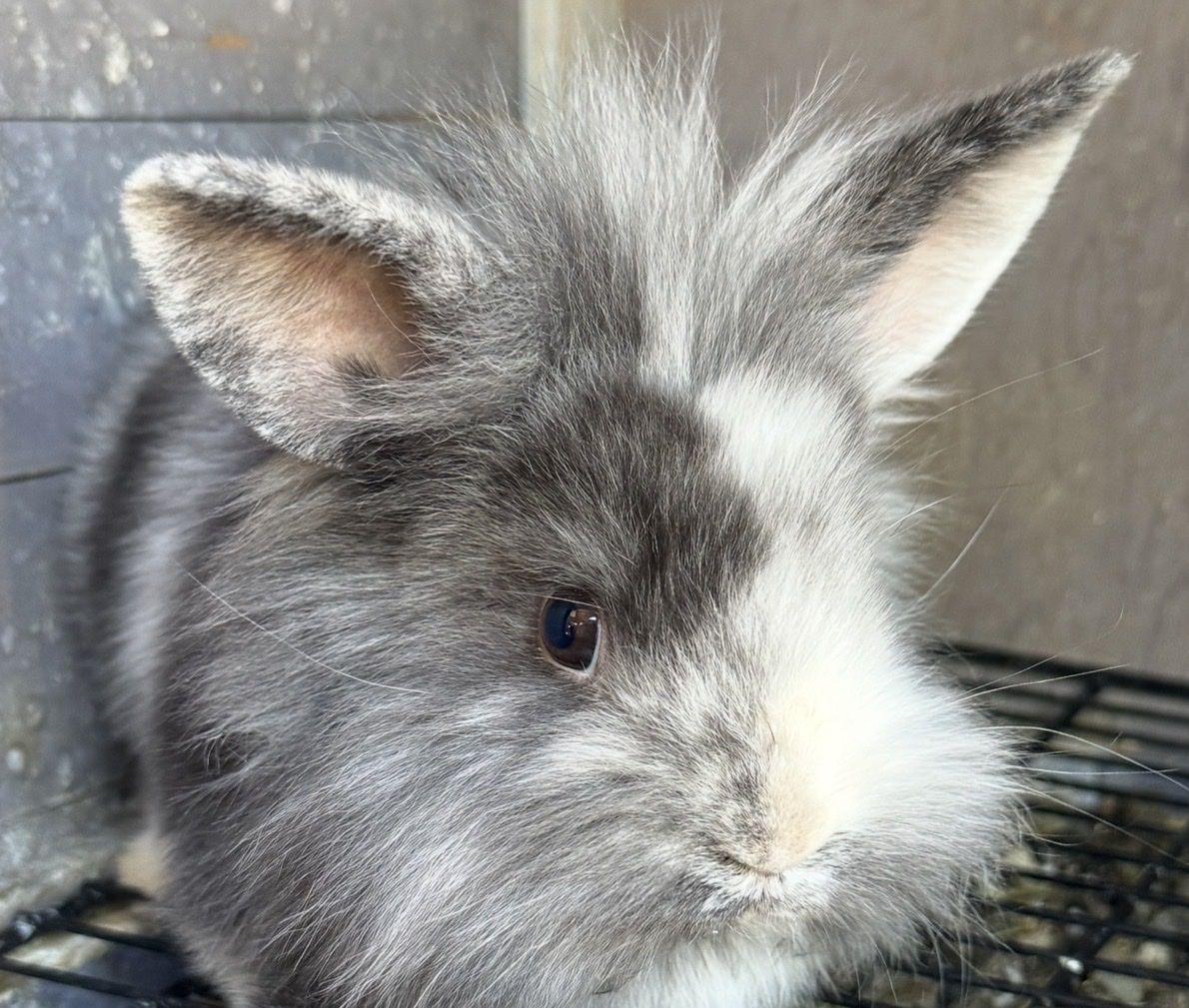 Purebred Lionhead & Holland Lop Bunnies