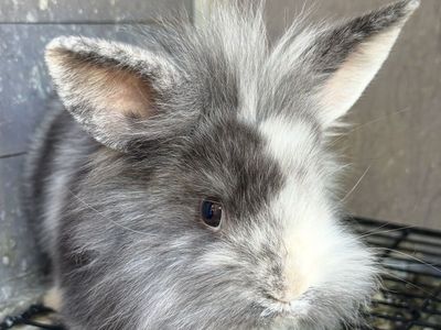 Purebred Lionhead & Holland Lop Bunnies