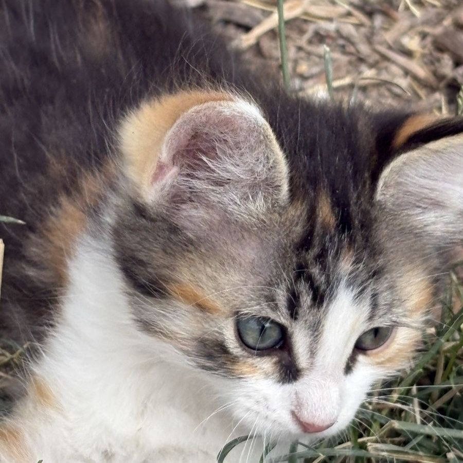 Cute Kittens