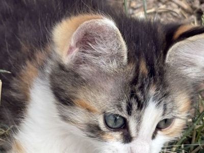 Cute Kittens