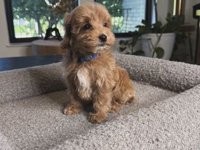 Darling Tiny Goldendoodle Pupoies