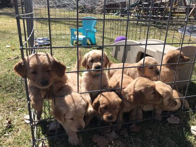 AKC Golden Retriever Puppies
