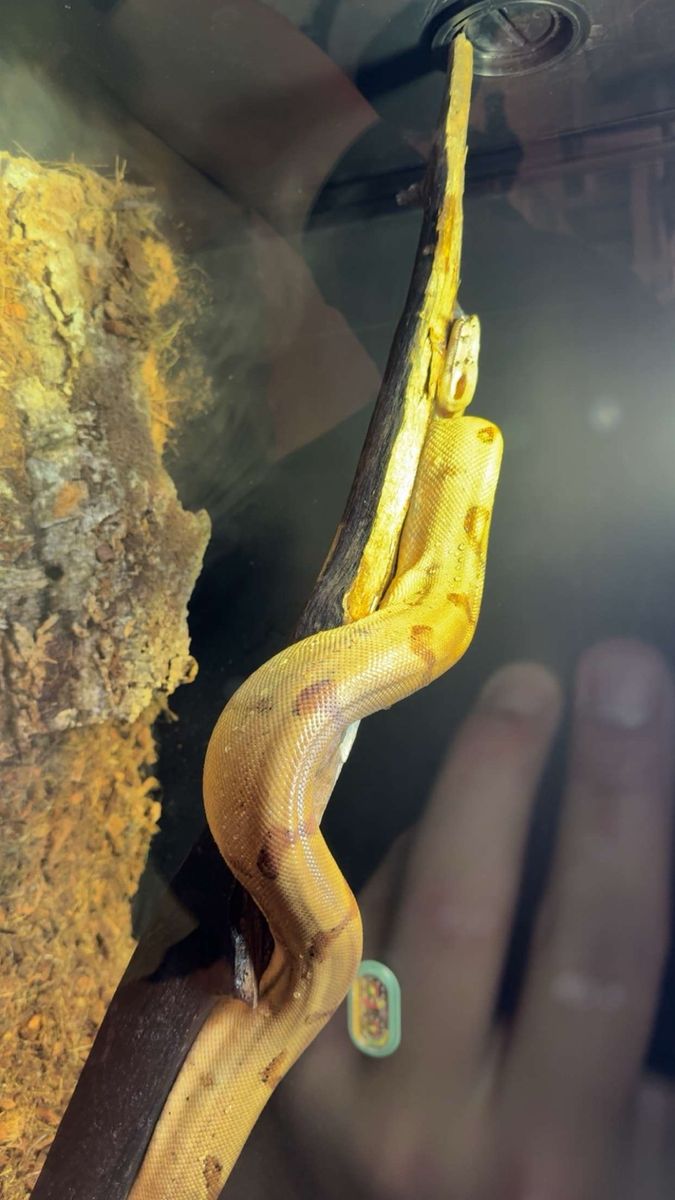 Hypo Boa Constrictor male
