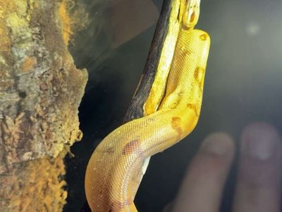 Hypo Boa Constrictor male