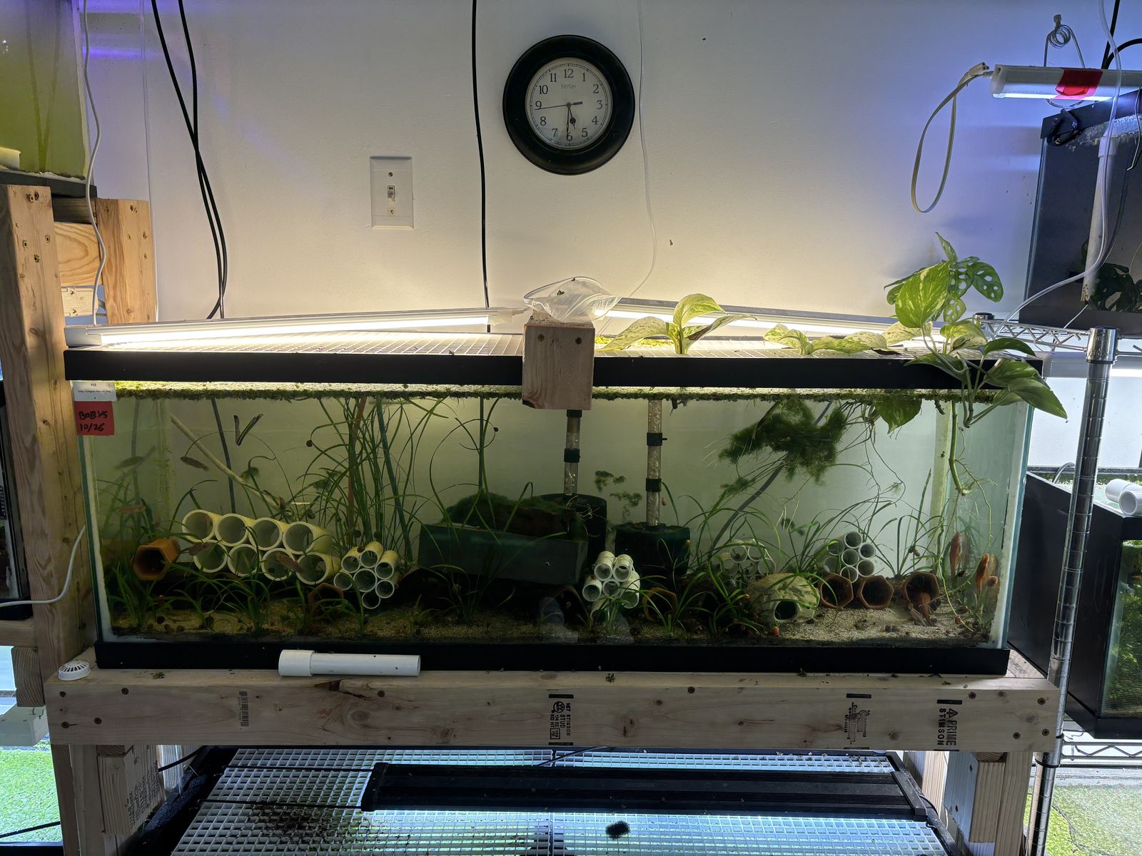 40 Gallon Long Aquarium