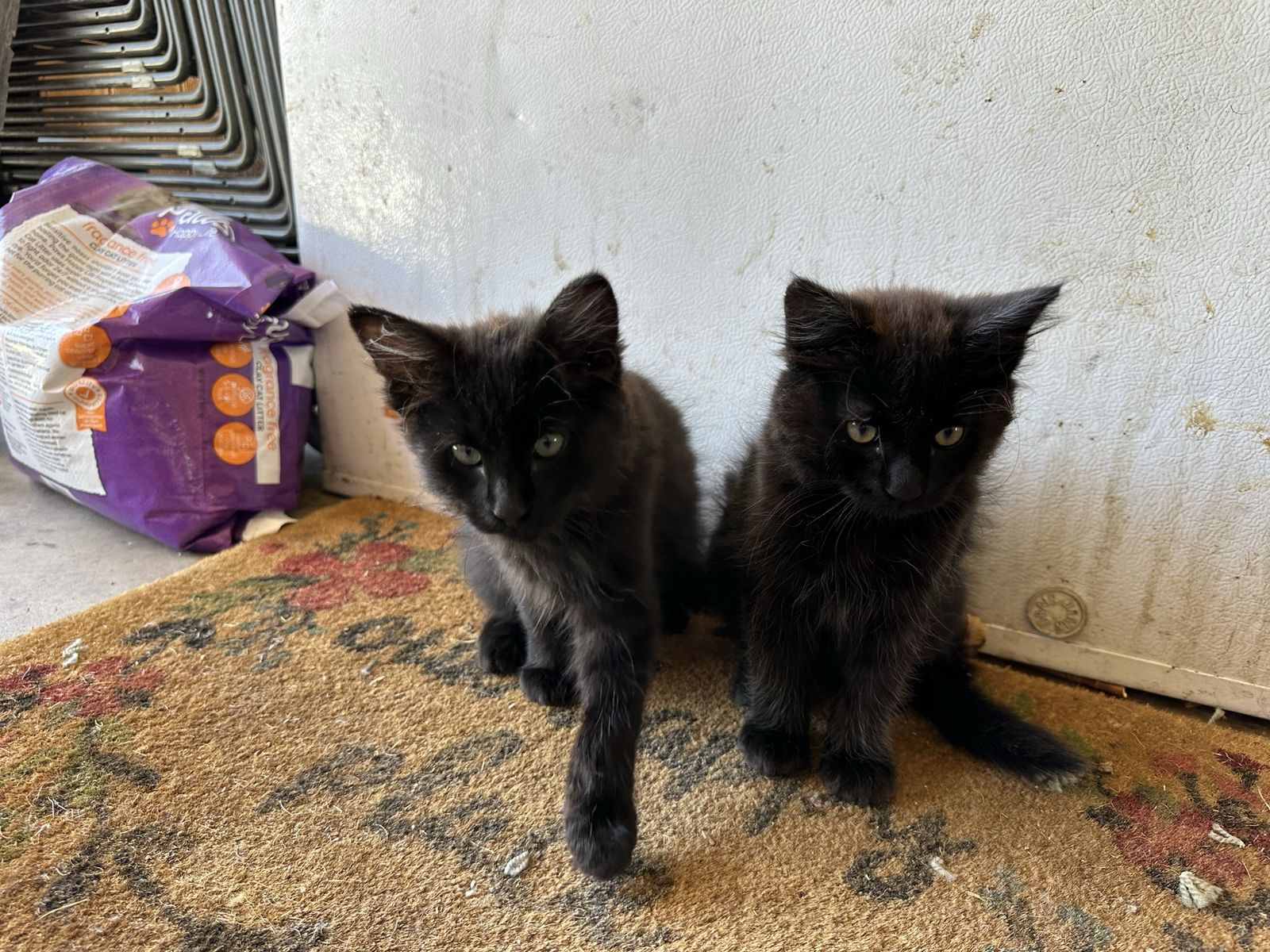 Super Friendly Kittens
