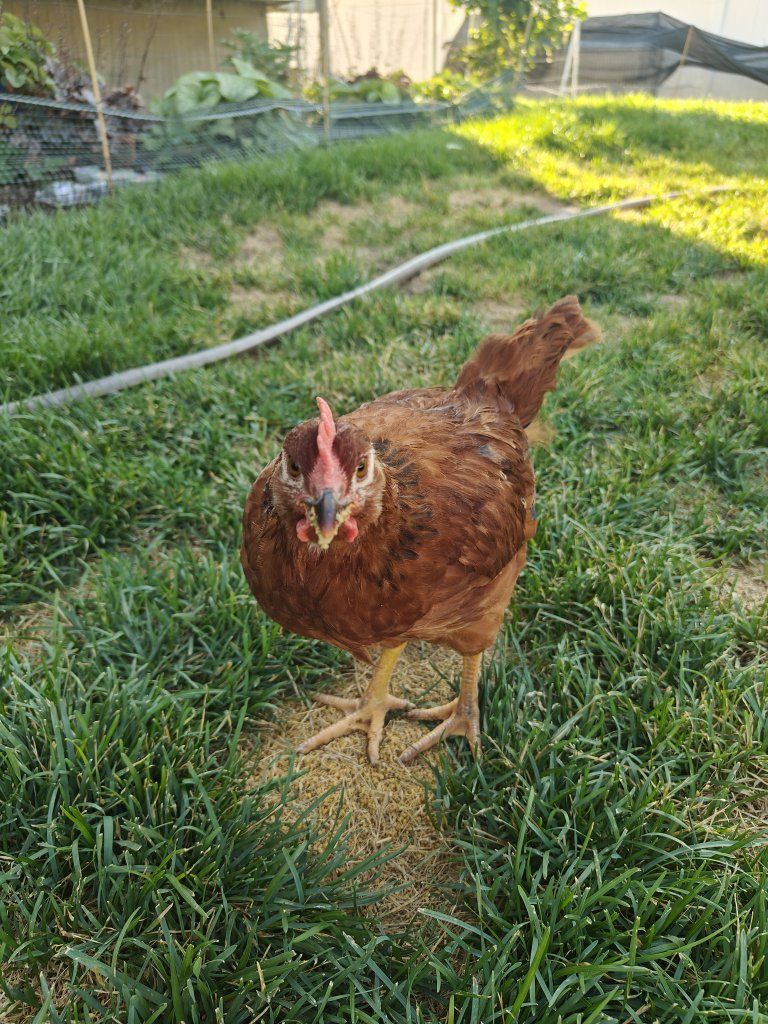 Rhode Island Red Cockerel **FREE** 8 weeks 