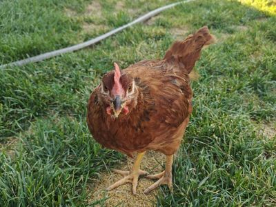 Rhode Island Red Cockerel **FREE** 8 weeks