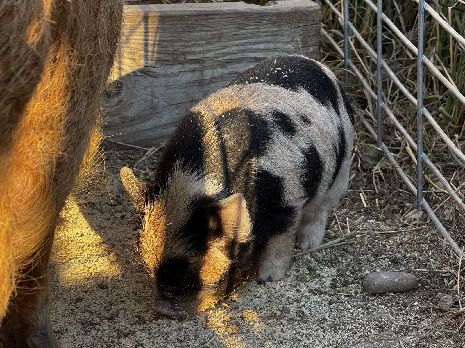 Kune Kune Piglets
