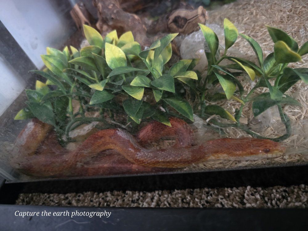 male corn snake