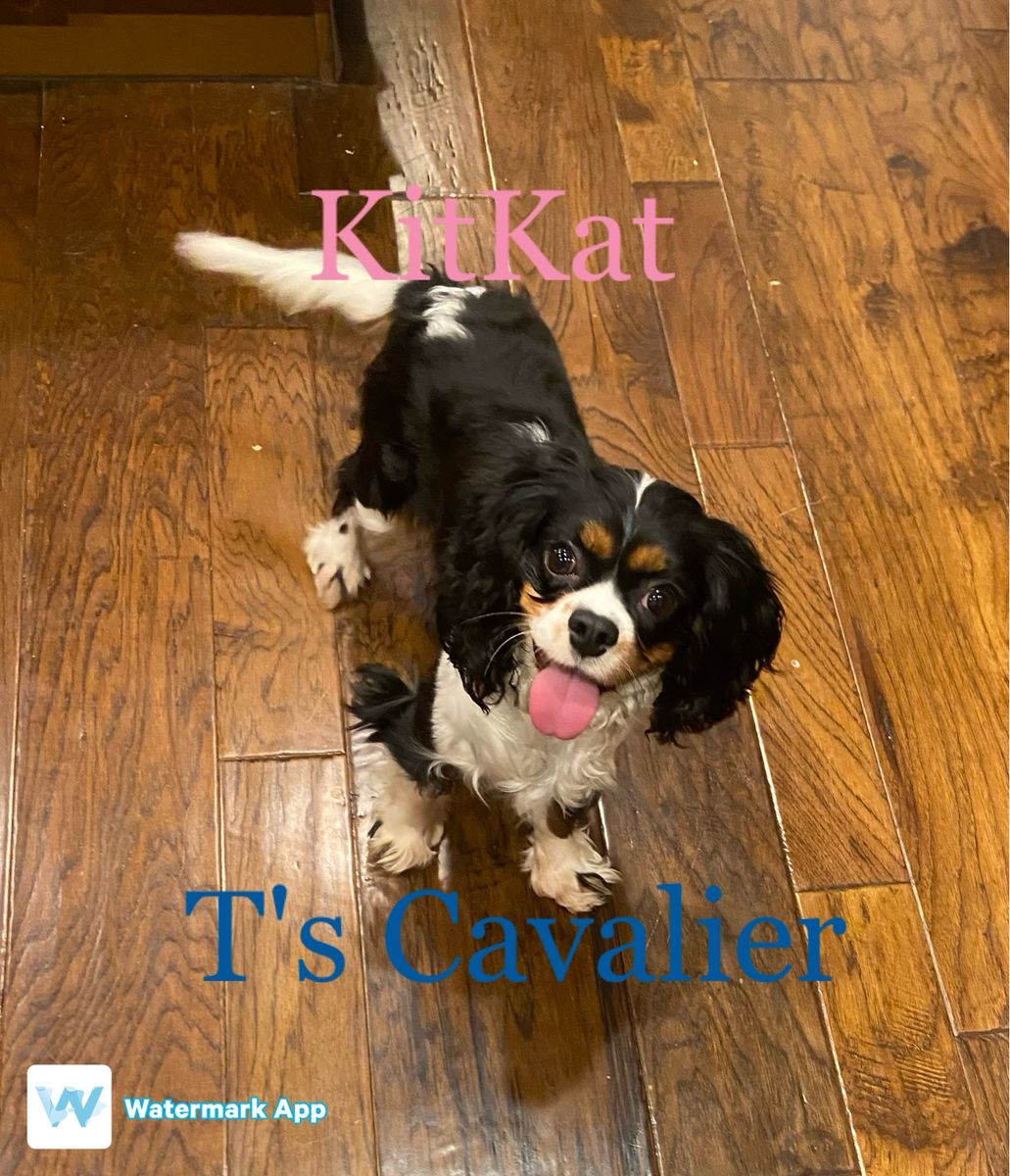 Spayed AKC Cavalier King Charles Spaniel