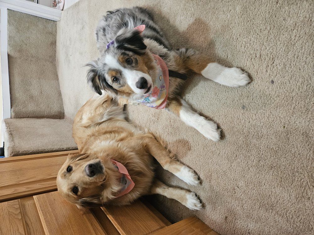 7 month old female mini purebred aussie