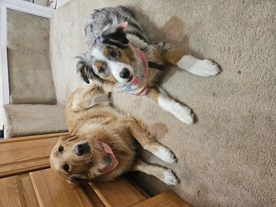 7 month old female mini purebred aussie