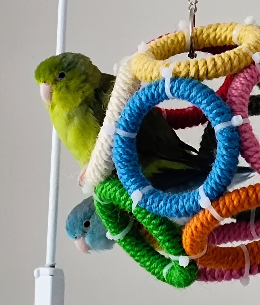 Two female parrotlets < a year old