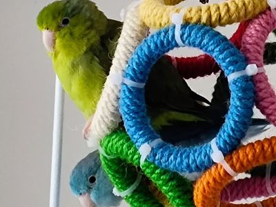 Two female parrotlets < a year old