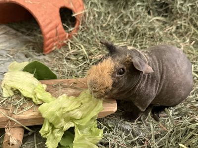 Hairless guinea pig / Skinny Pig