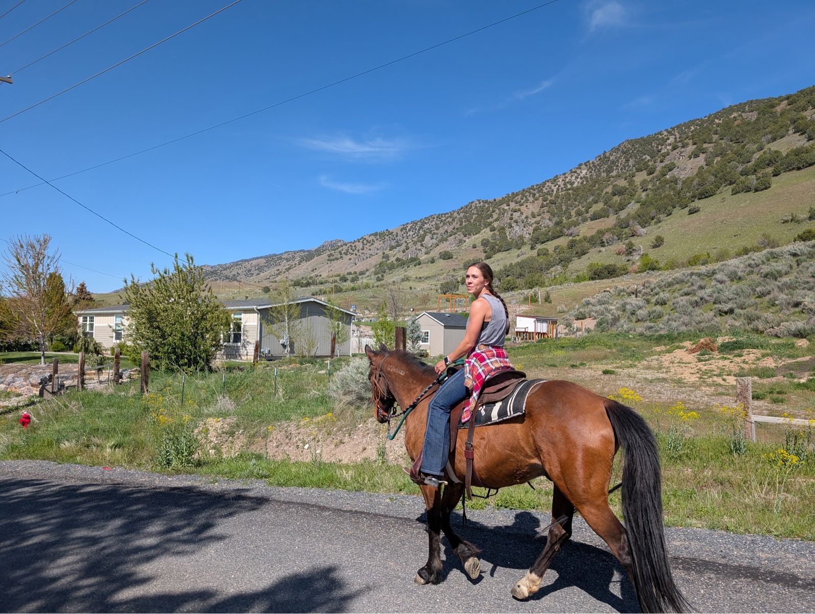 Beautiful 6yo Gelding Mustang