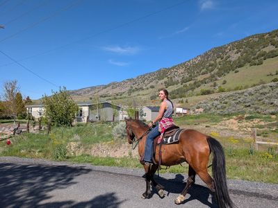 Beautiful 6yo Gelding Mustang