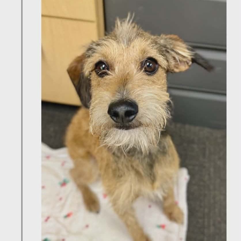 Hello my name is Link