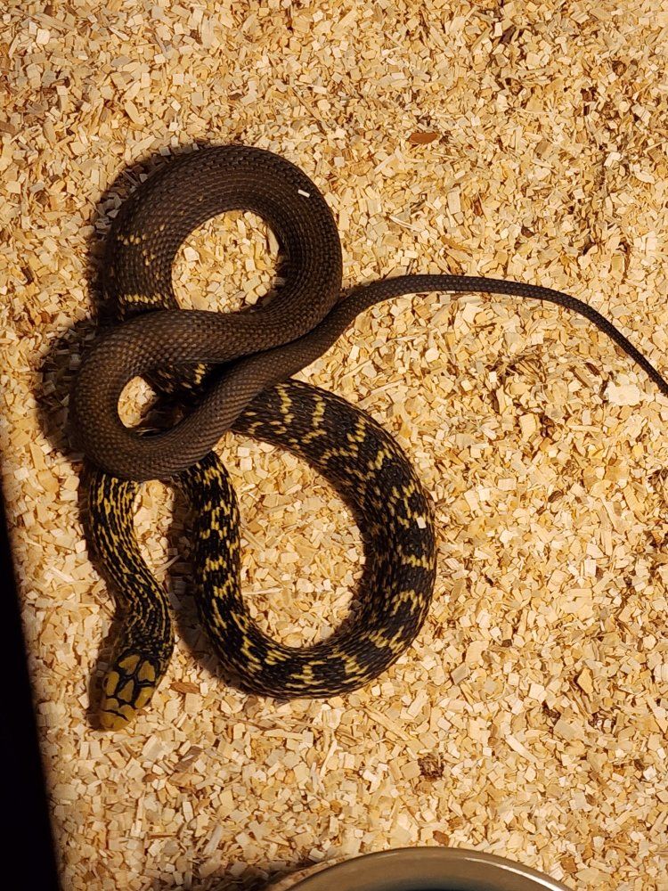 King Rat Snake - Female