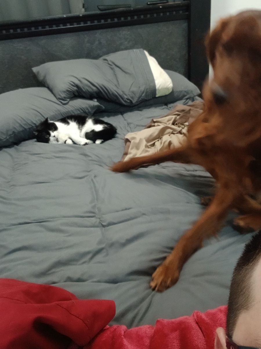 Free cat, not the dog