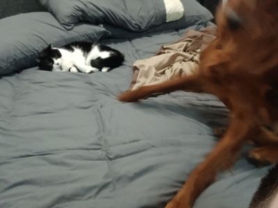 Free cat, not the dog