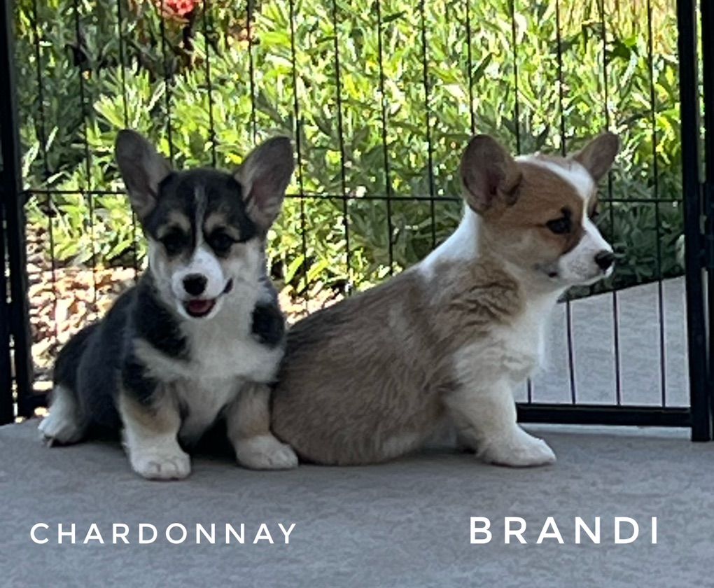 AKC Pembroke Welsh Corgi Pups