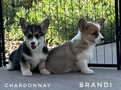 AKC Pembroke Welsh Corgi Pups