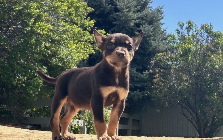 6 week old Australia Kelpie puppies