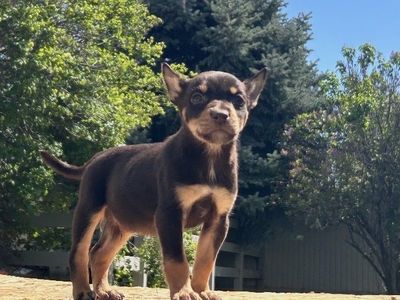 6 week old Australia Kelpie puppies