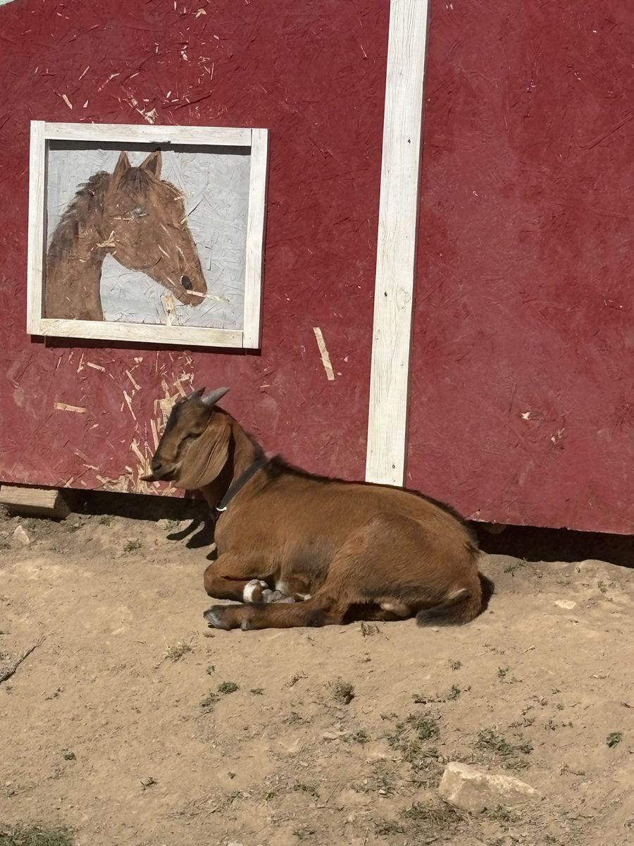 Two Nubian Bucklings