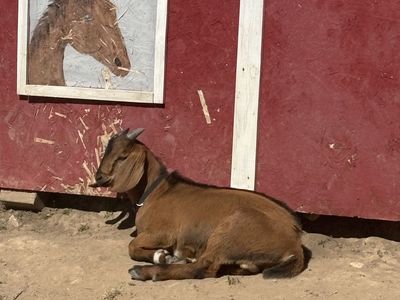 Two Nubian Bucklings