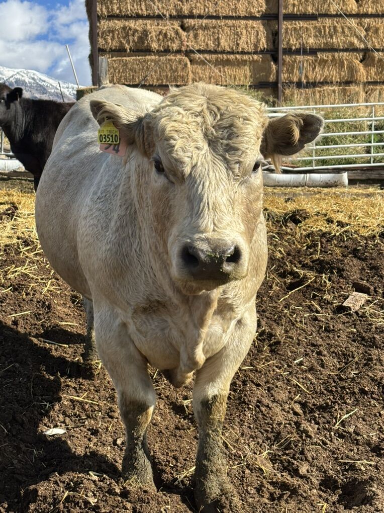 Charolais Bull
