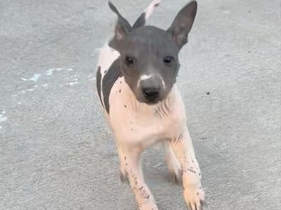 American hairless terrier