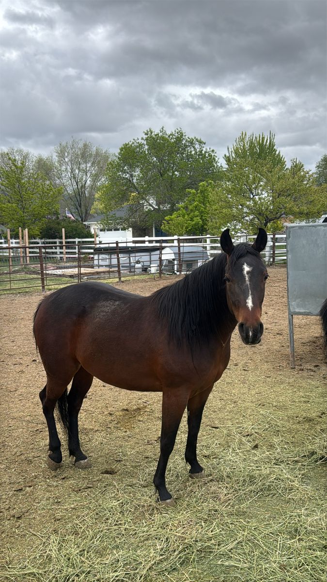 POCOS DOUBLE DRY – AQHA