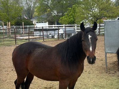 POCOS DOUBLE DRY – AQHA