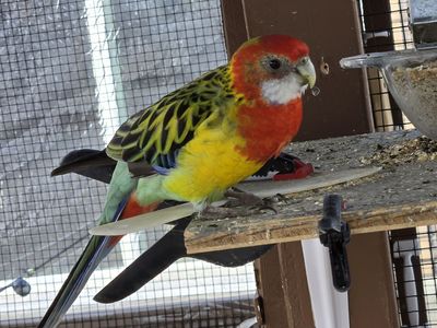 Eastern Rosellas