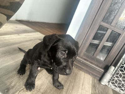 German Shepherd/Amrican Bully Puppies