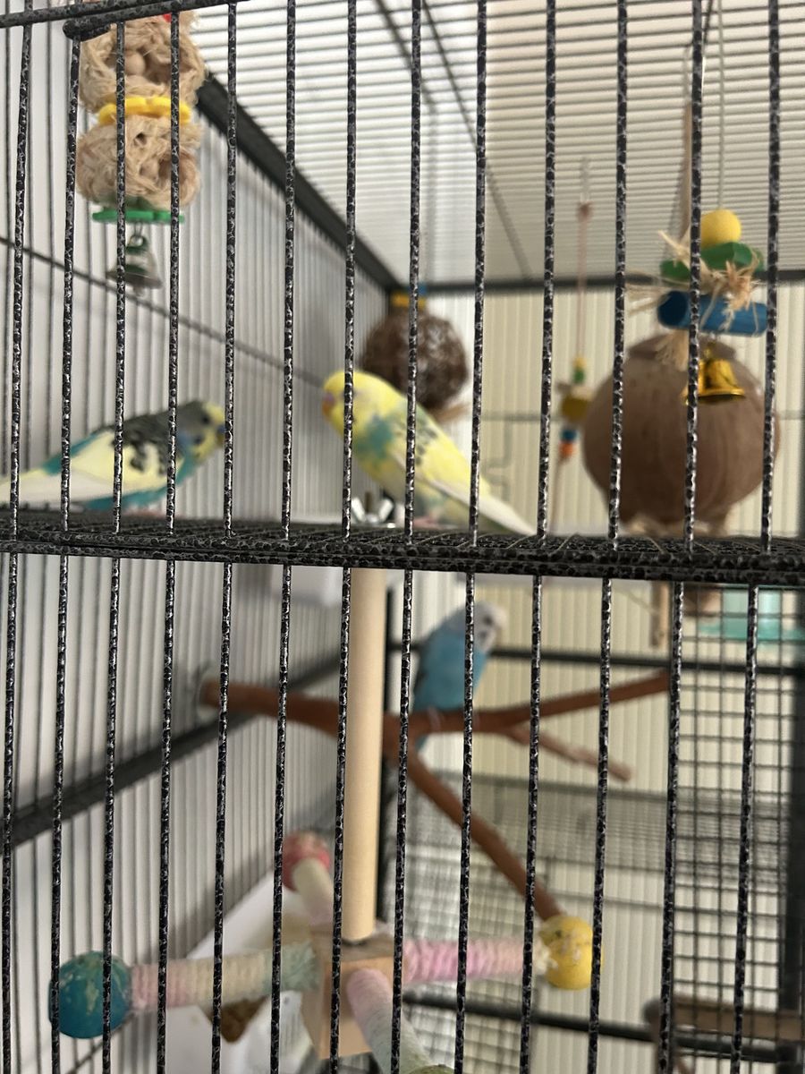 3 Parakeets and a Large cage