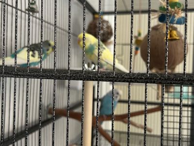 3 Parakeets and a Large cage