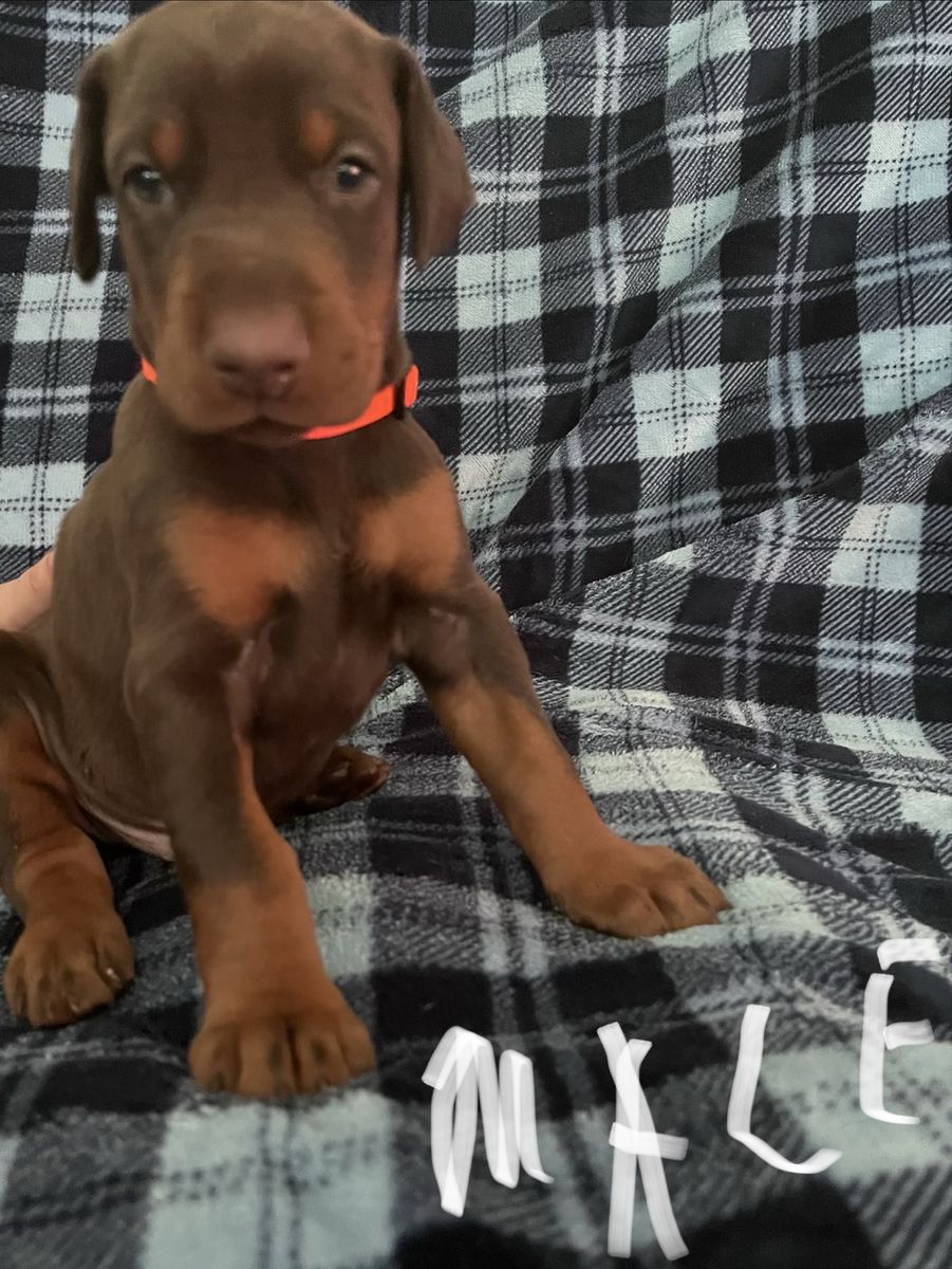 Doberman Puppies